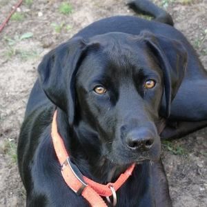 Meet your Posher, Lynette